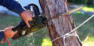 How Our Tree Care Process Works  in  Nettleton, MS