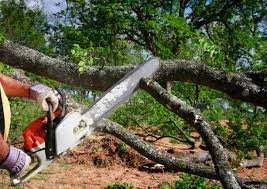 Best Arborist Consultation Services  in Nettleton, MS