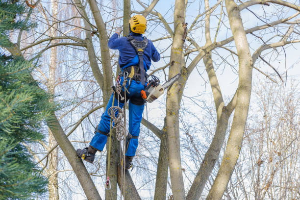 Best Emergency Tree Removal  in Nettleton, MS